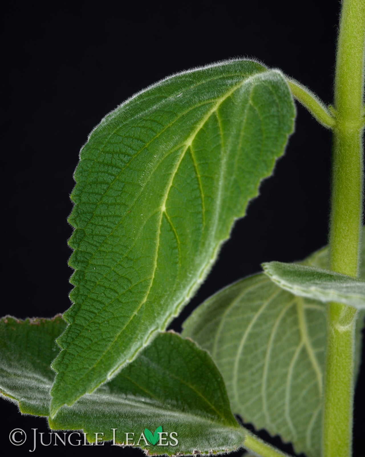 Plectranthus bellus 'Mount Carbine' (Australisches Zitronenblatt) – Jungle  Leaves