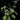 Plectranthus argentatus