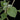 Plectranthus argentatus
