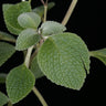 Plectranthus argentatus