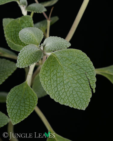 Plectranthus argentatus