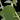 Plectranthus argentatus