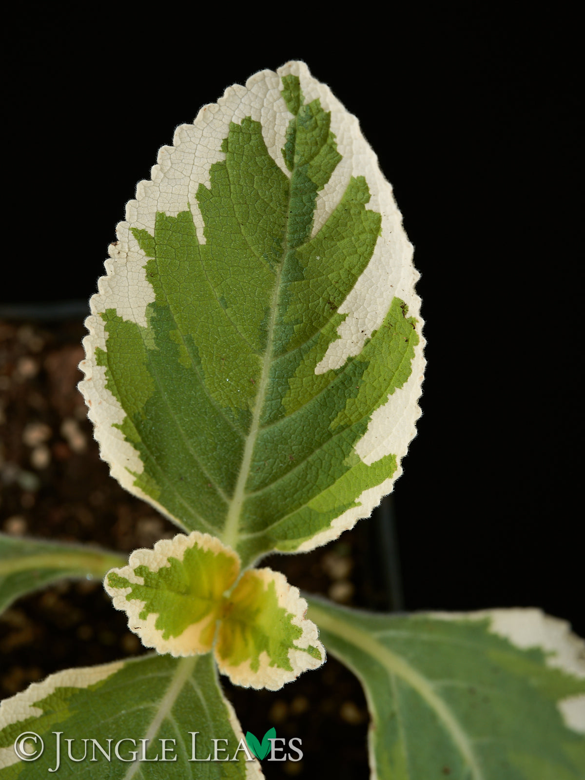 Plectranthus barbatus 'variegata' €9.99