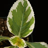Plectranthus barbatus 'Variegata'