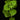 Plectranthus grandidentatus