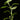 Plectranthus grandidentatus