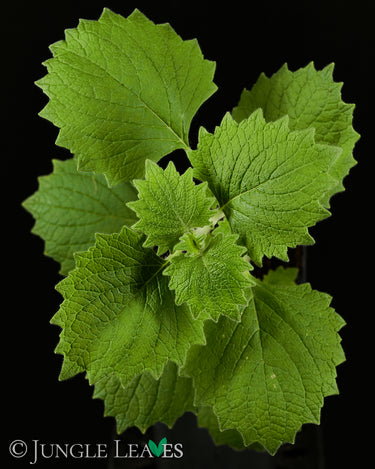 Plectranthus grandidentatus