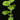 Plectranthus grandidentatus