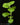 Plectranthus grandidentatus
