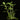 Plectranthus neochilus