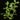Plectranthus neochilus