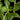 Plectranthus neochilus