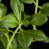 Plectranthus neochilus