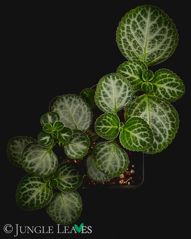 Plectranthus oertendahlii