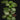Plectranthus oertendahlii