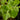 Plectranthus socotranus