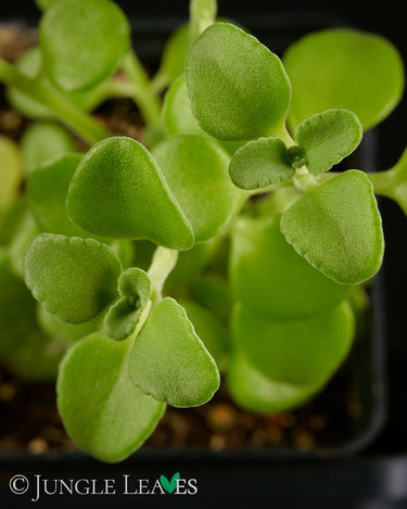 Plectranthus socotranus