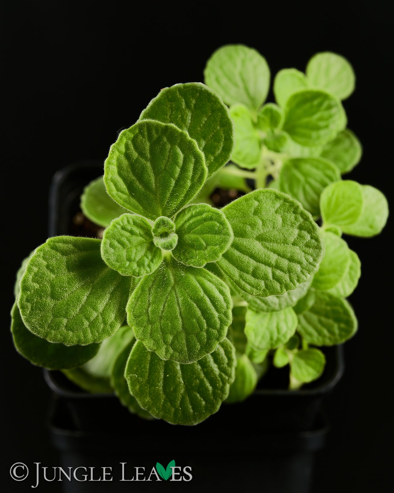 Plectranthus sp. 'Cola' (Coladuft-Plectranthus) – Jungle Leaves