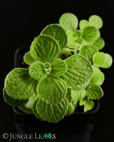 Plectranthus sp. ‘Cola’