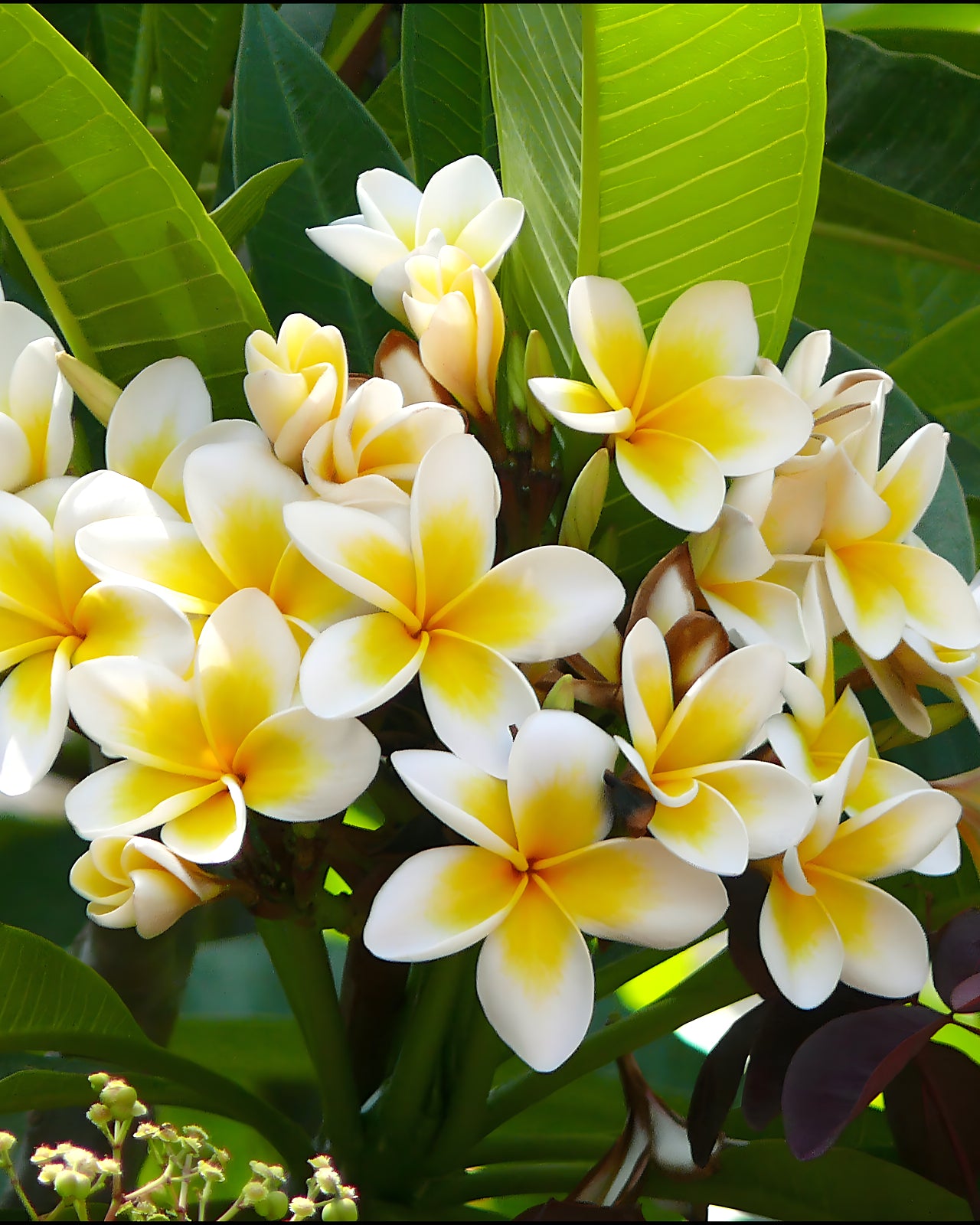 plumeria als zimmerpflanze Plumeria sp. (Frangipani)