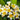 Plumeria (Frangipani)