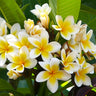 Plumeria (Frangipani)