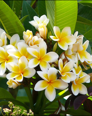 Plumeria (Frangipani)