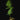 Polypodium formosanum (Goniophlebium)