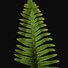Polypodium formosanum (Goniophlebium)