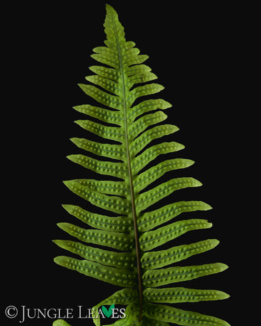 Polypodium formosanum (Goniophlebium)