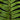 Polypodium formosanum (Goniophlebium)