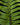 Polypodium formosanum (Goniophlebium)