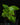 Pothos cf. scandens