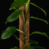 Pothos cf. scandens