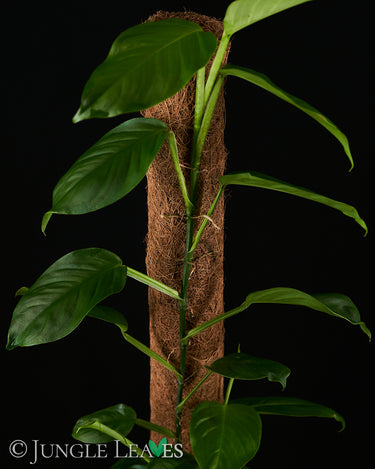 Pothos cf. scandens