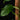 Pothos cf. scandens