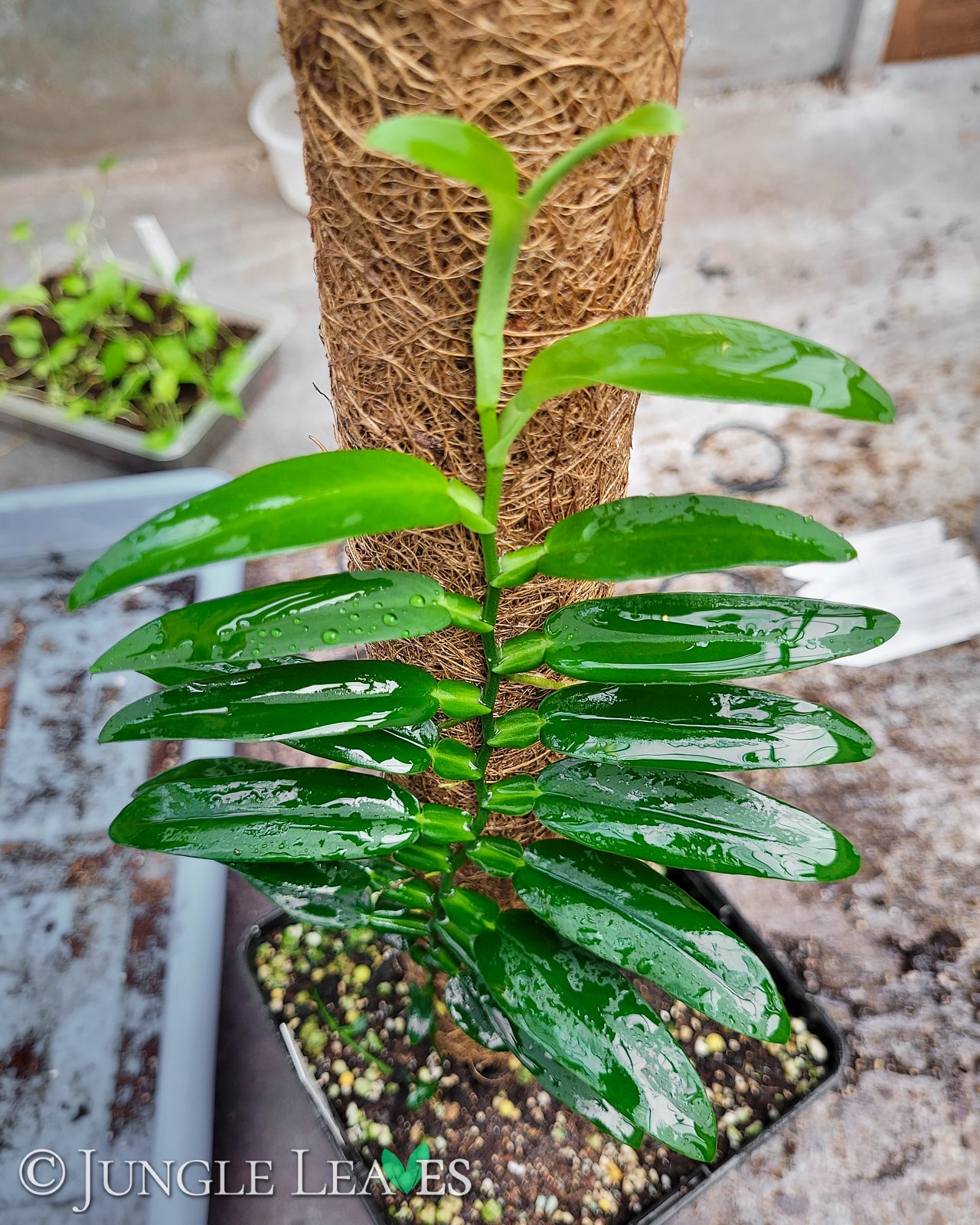 Pothos scandens €29.99