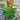 Pothos scandens