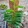 Pothos scandens