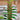 Pothos scandens