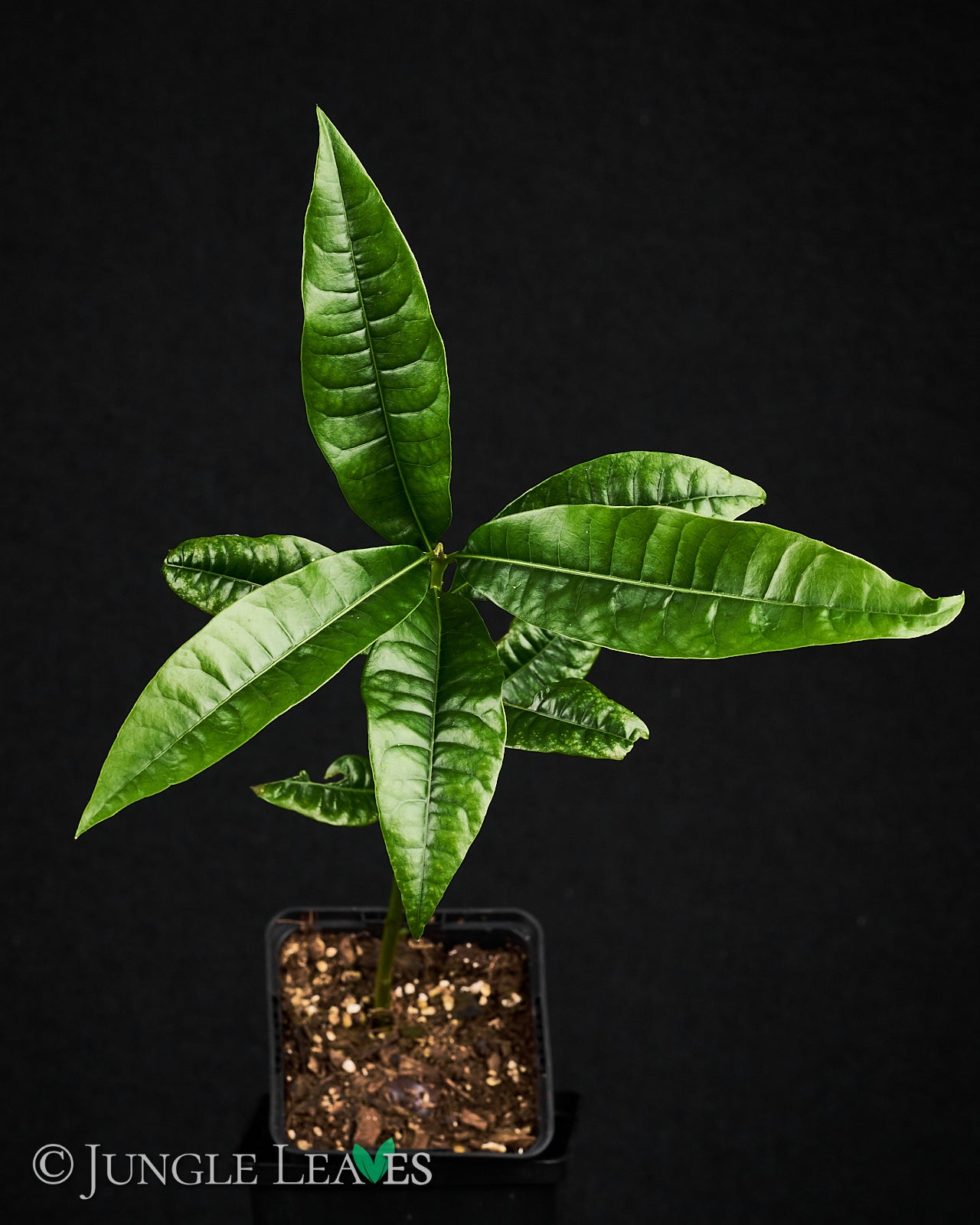 Pouteria lucuma (Lucuma) – Jungle Leaves