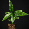 Pouteria lucuma