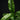 Pouteria lucuma
