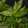 Procris repens Variegata