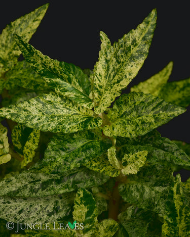 Procris repens Variegata