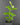 Psidium cattleyanum