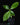 Psychotria alba