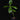 Psychotria viridis