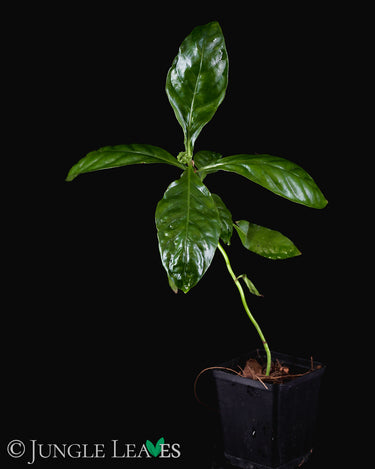 Psychotria viridis