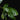 Psychotria viridis